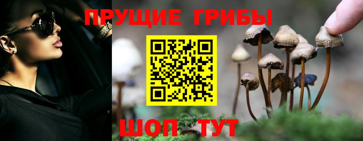 купить наркотик  Галлюциногенные грибы Psilocybine cubensis  Кировск  Вход с VPN  Галлюциногенные грибы мицелий 